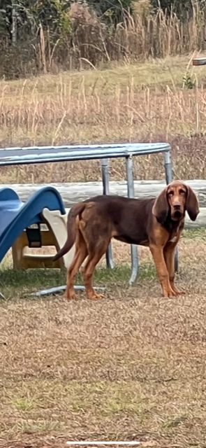 ﻿Our 8 month old male bloodhound, has been missing since 2/25. His name is Zeke. Has an orange Carhartt collar with a name tag on it. Likely around Purvis Columbia rd, big bay lake area. Lamar County.  Call 6017947105 or 6015965914 if you see him. Carmen & Cordelle Rainey
